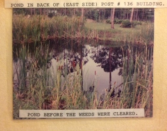 THE POPLAR POND THEN AND NOW