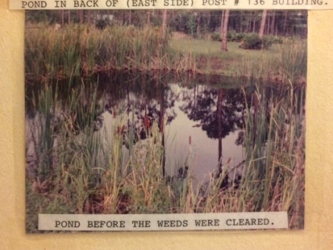 THE POPLAR POND THEN AND NOW